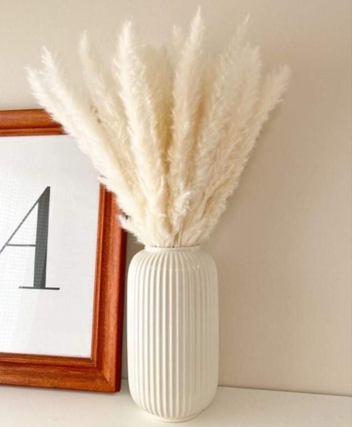 Mini white pampas grass