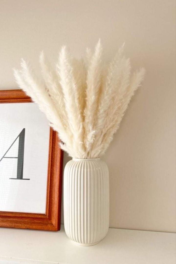 Mini white pampas grass